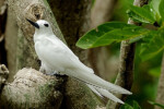 02-Oiseau blanc