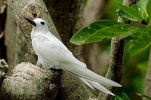 02-Oiseau blanc